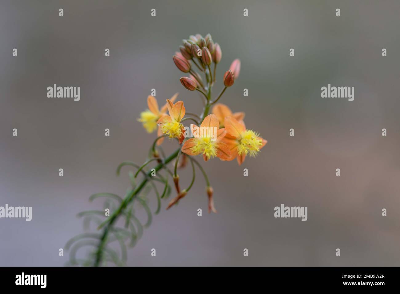 Yellow blossoms of Bulbine frutescens in the blurred background Stock Photo