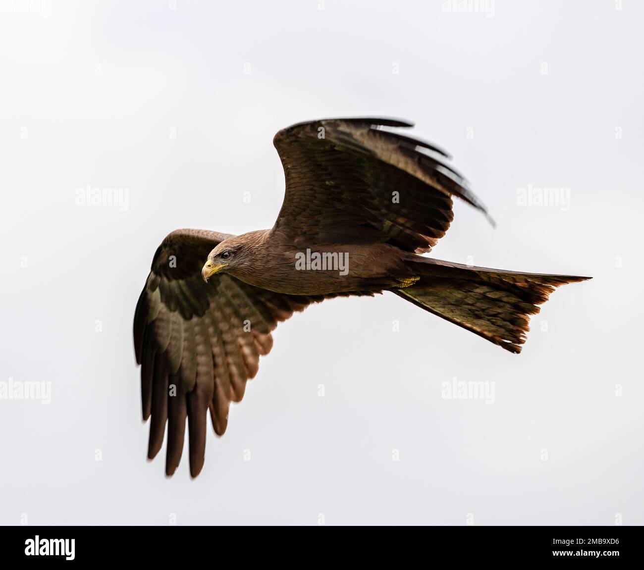 Parco nazionale del serengeti hi-res stock photography and images - Alamy