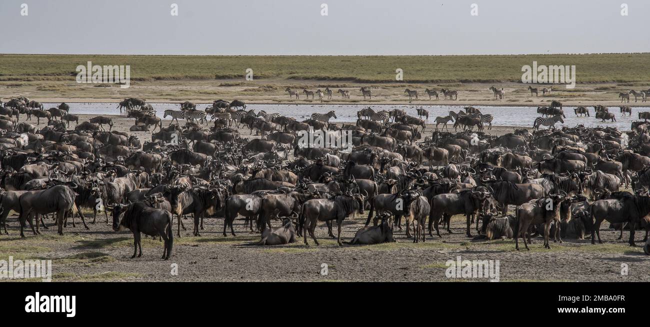 Parco degli animali hi-res stock photography and images - Alamy