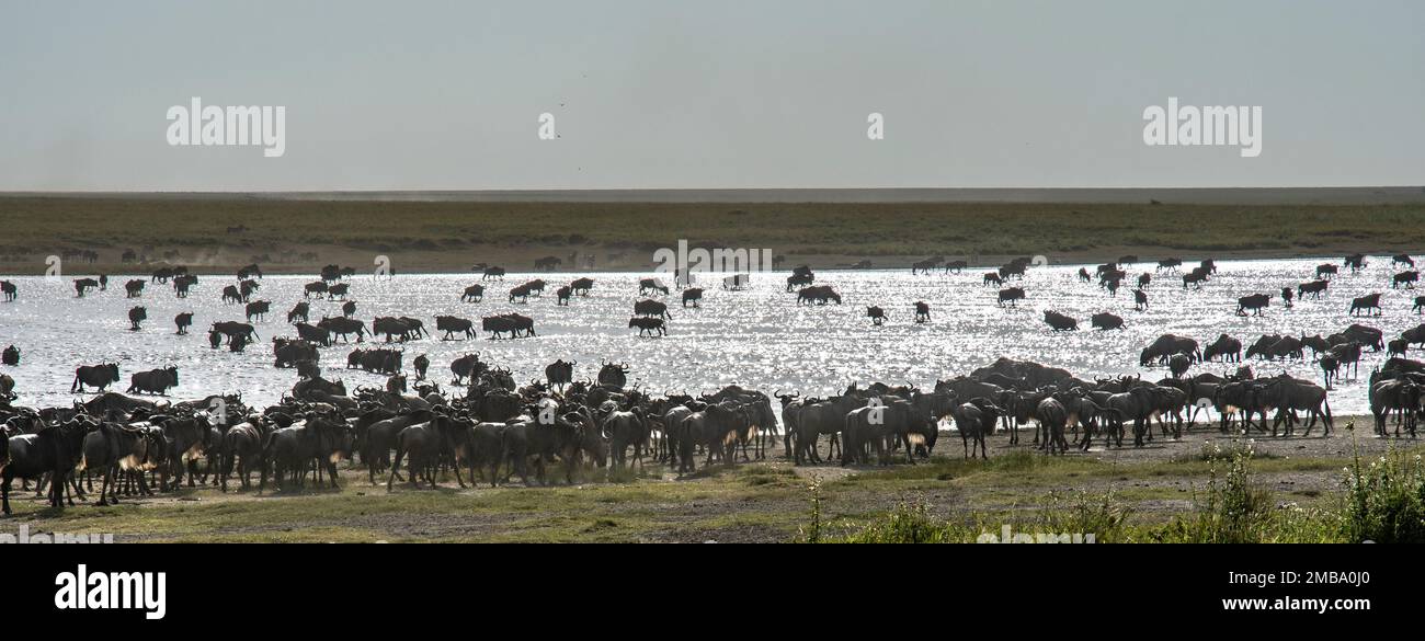 Parco degli animali hi-res stock photography and images - Alamy