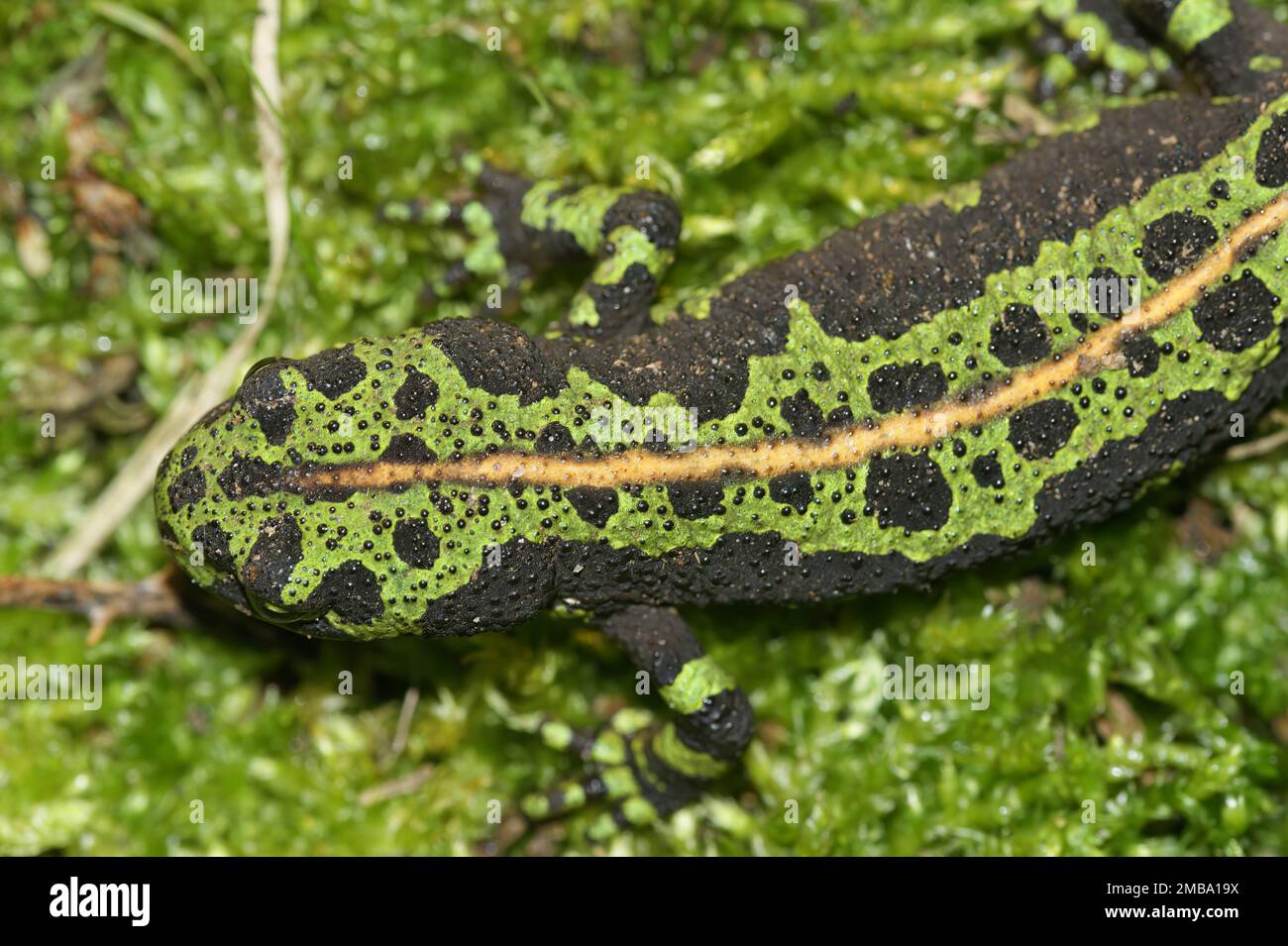 Dorsal detailed closeup on the colorful endangered green European marbled newt, Triturus marmoratus sitting on moss Stock Photo