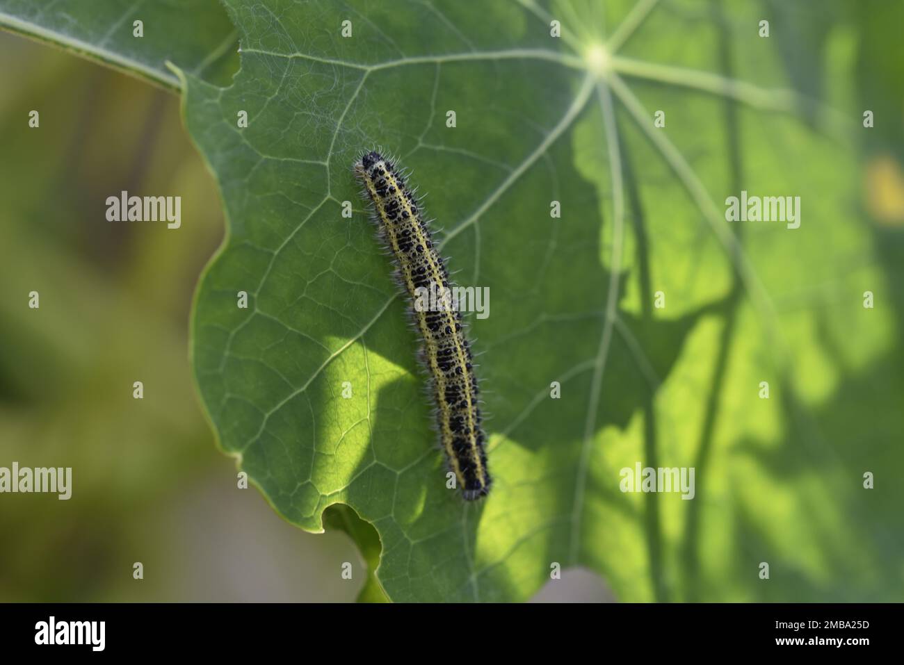 Caterpillar of Large White Butterfly (Pieris brassicae) on a Backlit Nasturtium Leaf in September in Wales, UK Stock Photo