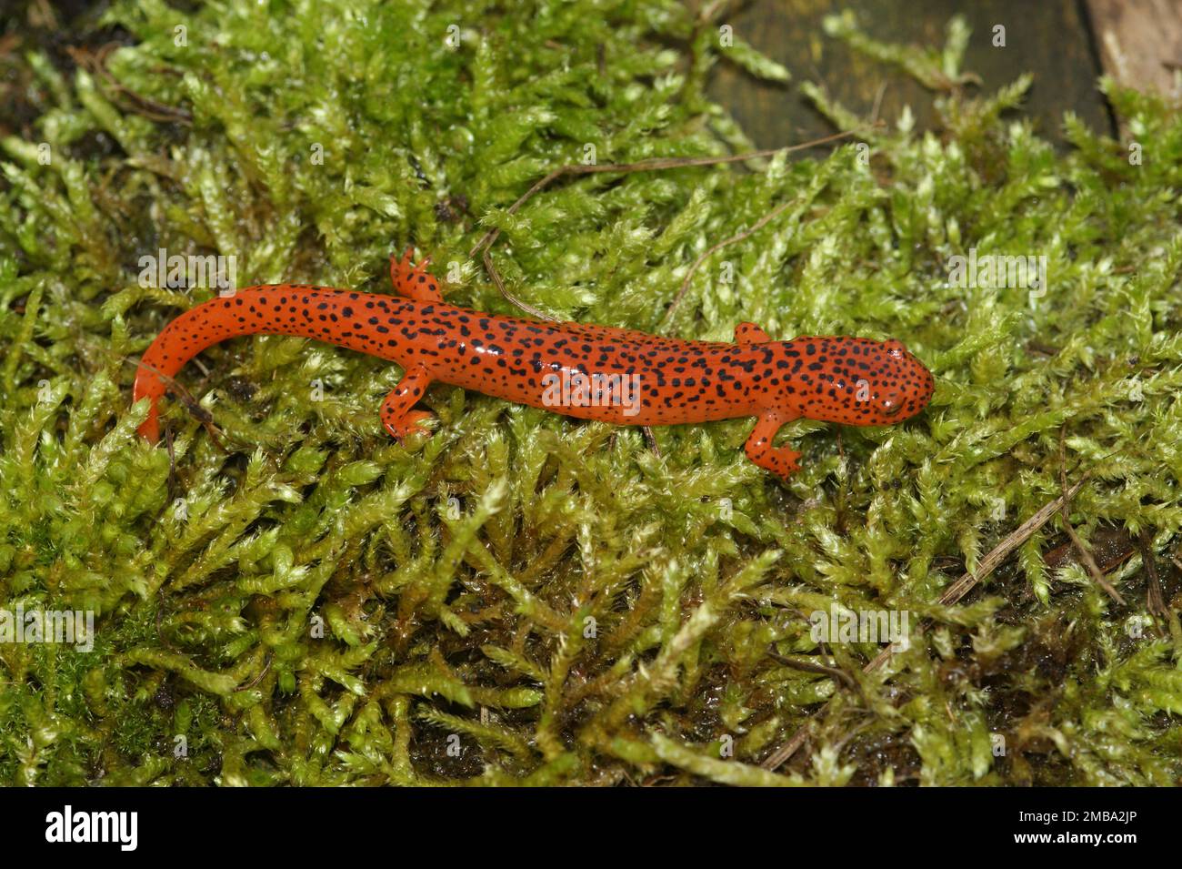 Schlammsalamander hi-res stock photography and images - Alamy