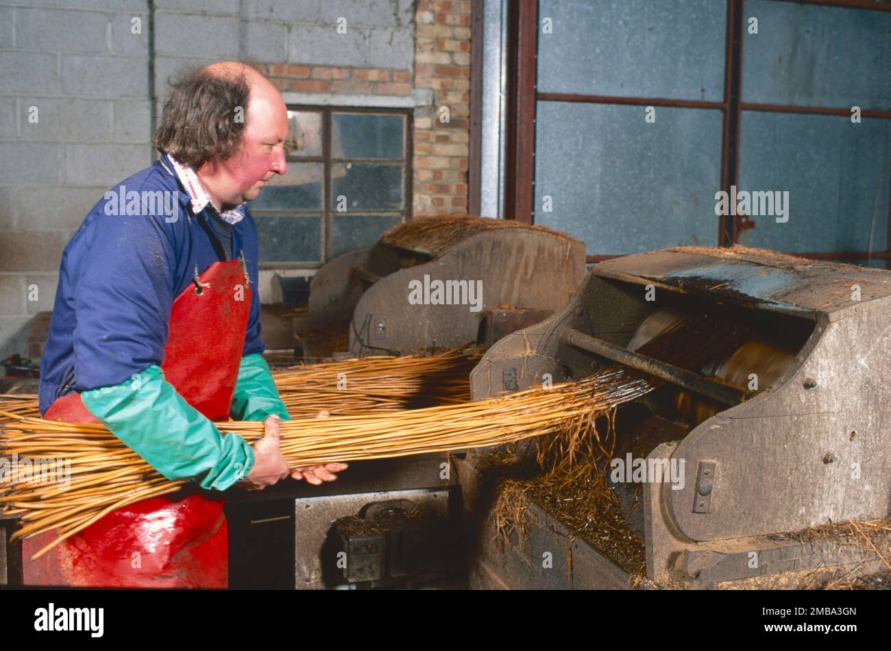 Willow stripping for basket making, Somerset, UK Stock Photo Alamy