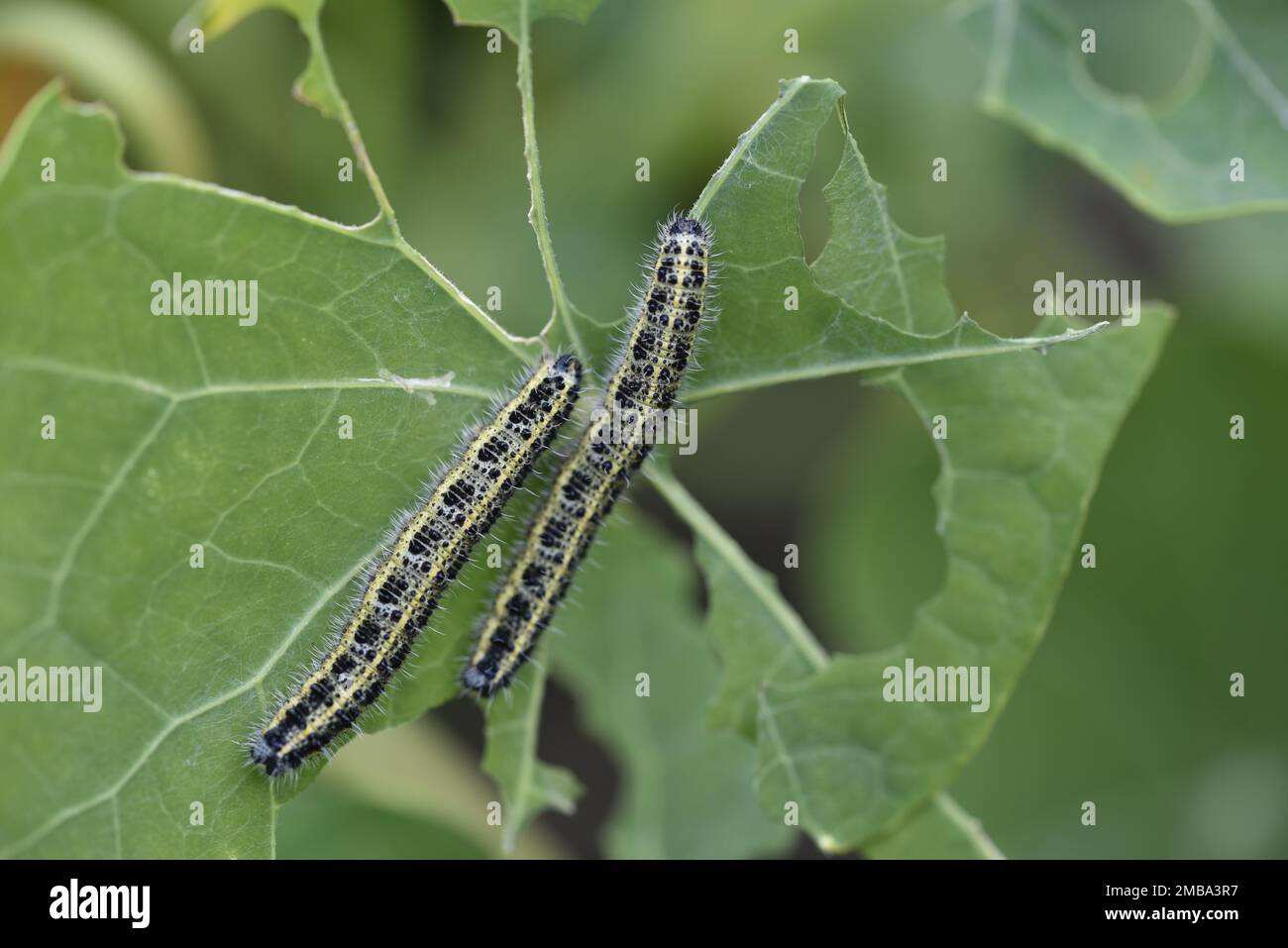 Two Large White Butterfly Caterpillars (Pieris brassicae) Munching Away at a Single Large Nasturtium Leaf, Against a Green Background in September, UK Stock Photo