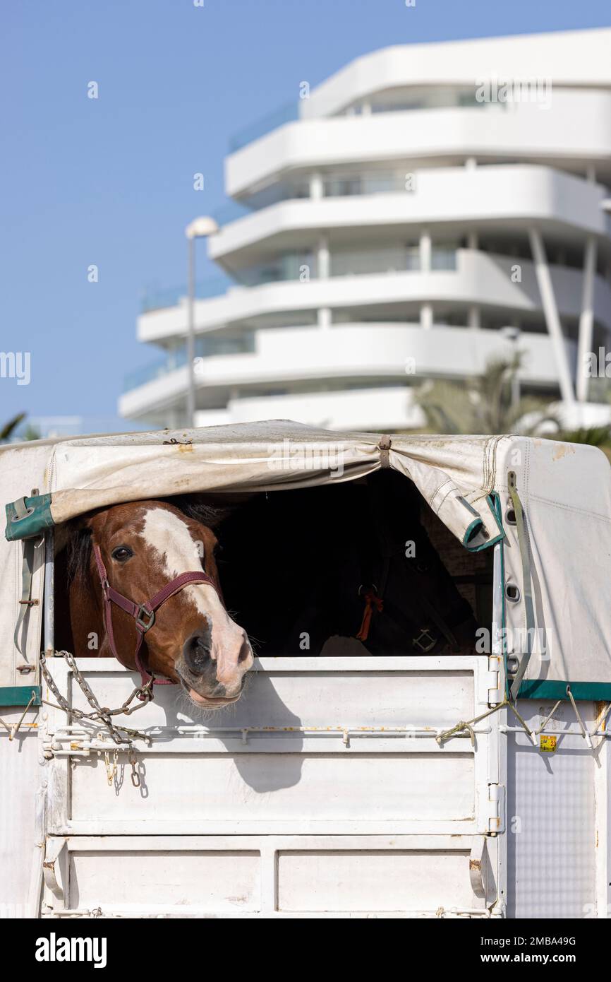 Costa Adeje, Tenerife, Canary Islands, 20 January 2023. A horse peers out from it's horsebox at the fiesta of San Sebastian which returns for the first time since 2020 due to the covid pandemic restrictions. The annual fiesta in La Caleta on the Costa Adeje is enjoyed by locals and tourists who gather to see the many horses that come to bathe in the sea at the Playa Enramada beach. Credit: Phil Crean A/Alamy Live News Stock Photo