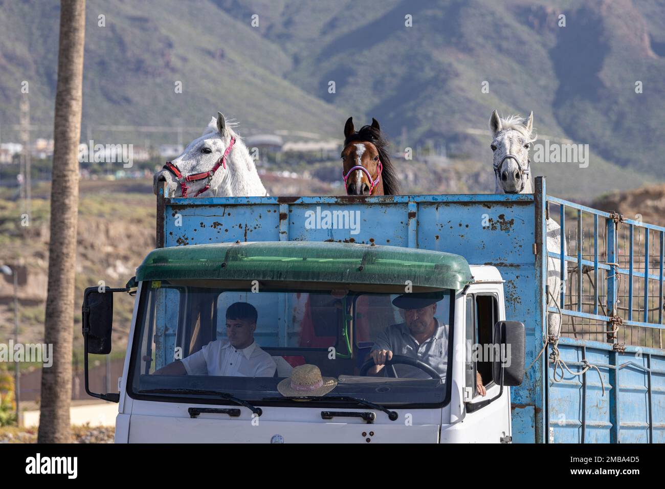 Costa Adeje, Tenerife, Canary Islands, 20 January 2023. Horses arrive in the back of a truck to take part in the fiesta of San Sebastian which returns for the first time since 2020 due to the covid pandemic restrictions. The annual fiesta in La Caleta on the Costa Adeje is enjoyed by locals and tourists who gather to see the many horses that come to bathe in the sea at the Playa Enramada beach. Credit: Phil Crean A/Alamy Live News Stock Photo