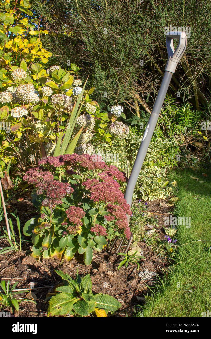 Sedum Aquaral with its red flowerheads planted in a mixed border in a private garden in Bangor Northern Ireland Stock Photo