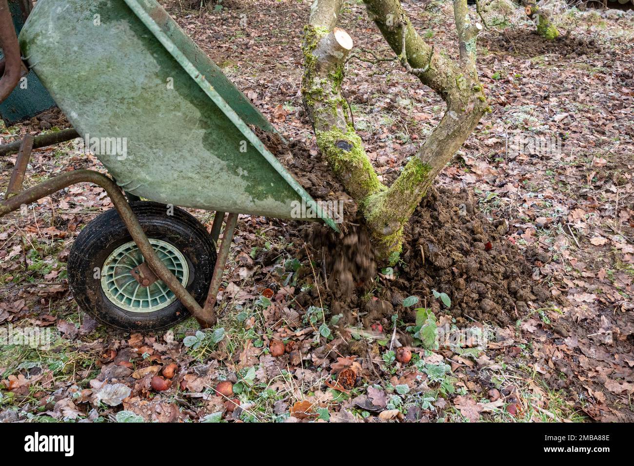 Putting horse manure around the base of an apple tree using a wheelbarrow in an apple orchard during winter, England, UK Stock Photo