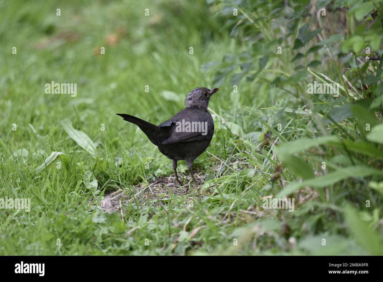 Close-Up Image of a Juvenile Male Blackbird (Turdus merula) on Grassy Ground with Head Turned to Right Looking into Green Hedge, taken in Wales, UK Stock Photo