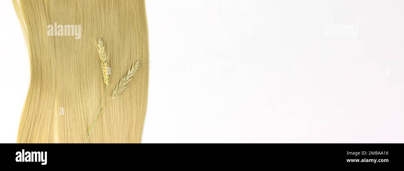 Lock of blonde wavy hair with sprigs of ripe wheat on white background, top view. Blond hair in line shape on white background Stock Photo