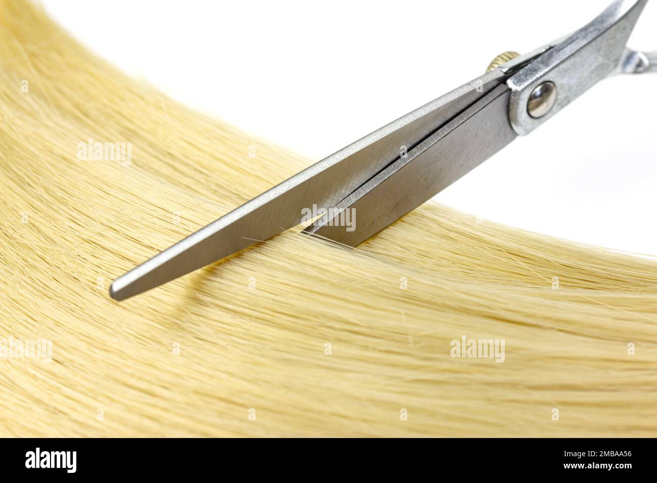 Metal scissors on blond hair on white background. Top view of strand of brown hair with scissors on white background Stock Photo