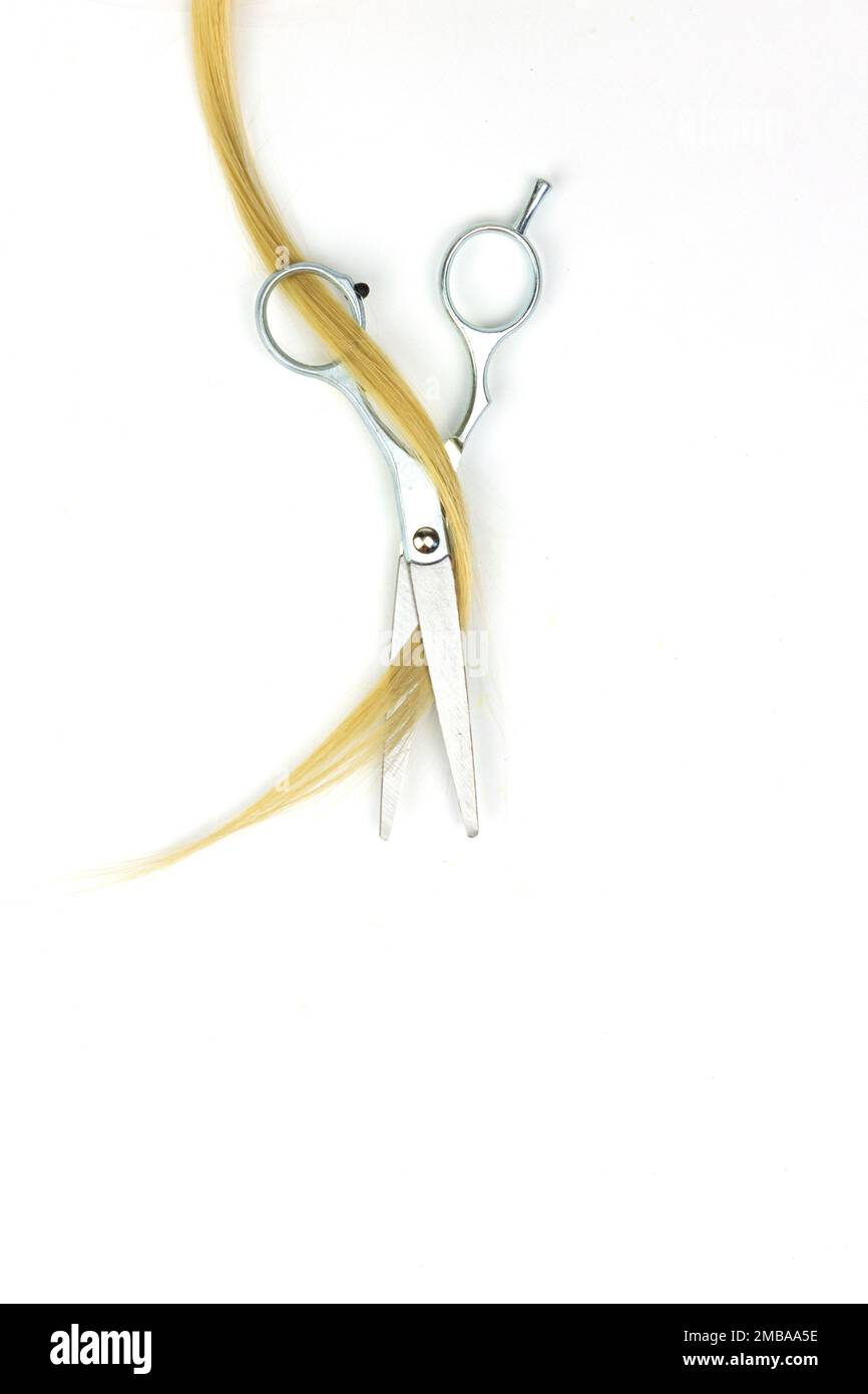 Metal scissors on blond hair on white background. Top view of strand of brown hair with scissors on white background Top view of a strand of blond hai Stock Photo