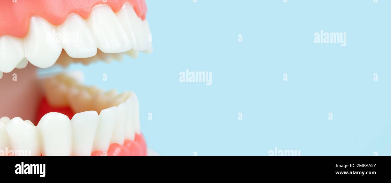 False teeth. Artificial jaw on blue background, close-up. Dentoform, Dental teeth model. Close-Up Of Dentures Against Blue Background. Denture picture Stock Photo