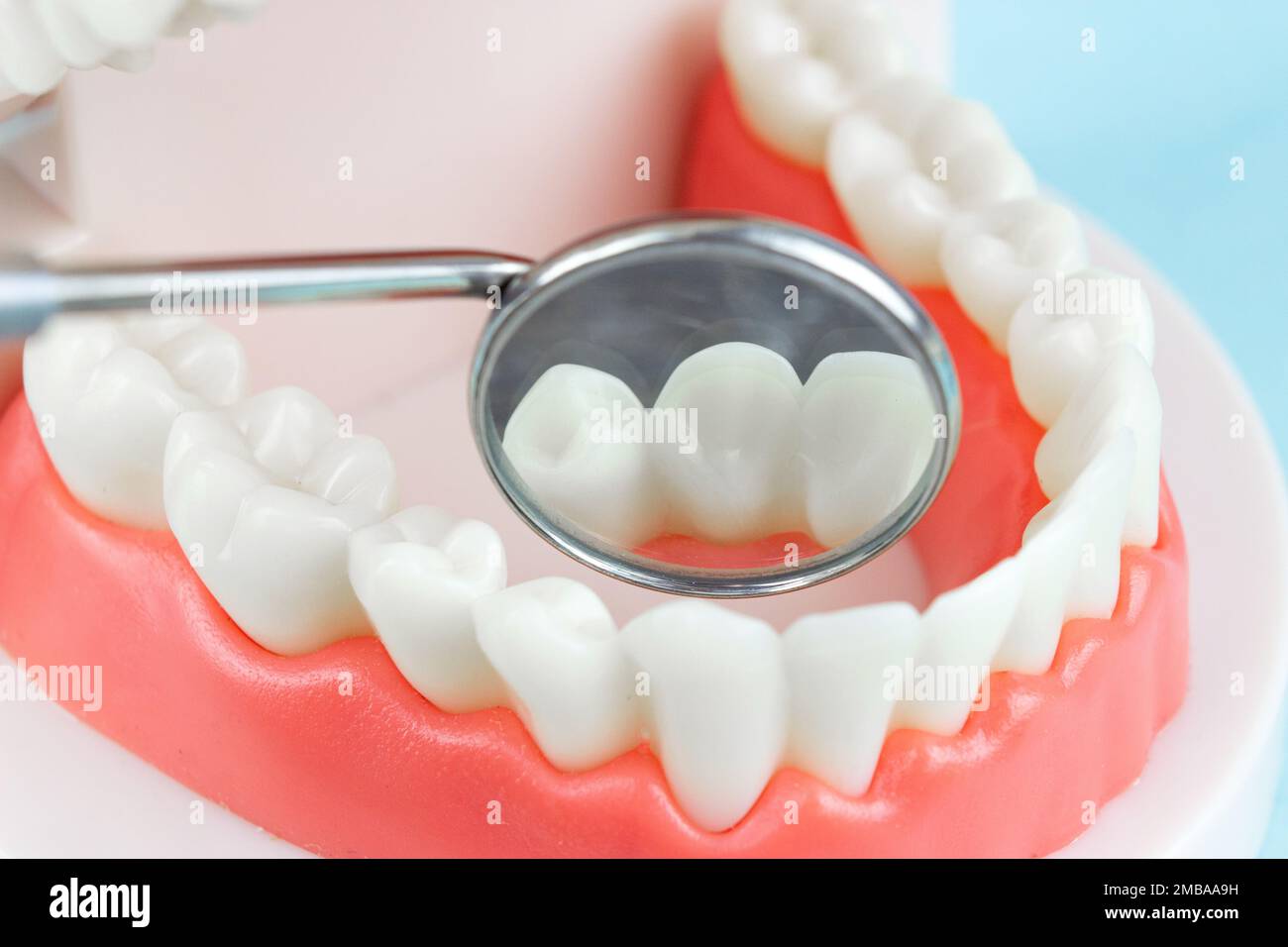 False teeth, jaws. Dentistry instruments and dental hygienist checkup concept Dental care and dentist 's equipment concept. Copy space. Tooth model us Stock Photo