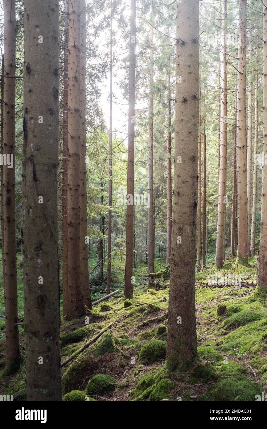 A vertical shot of a beautiful lush green forest with thin trees Stock ...