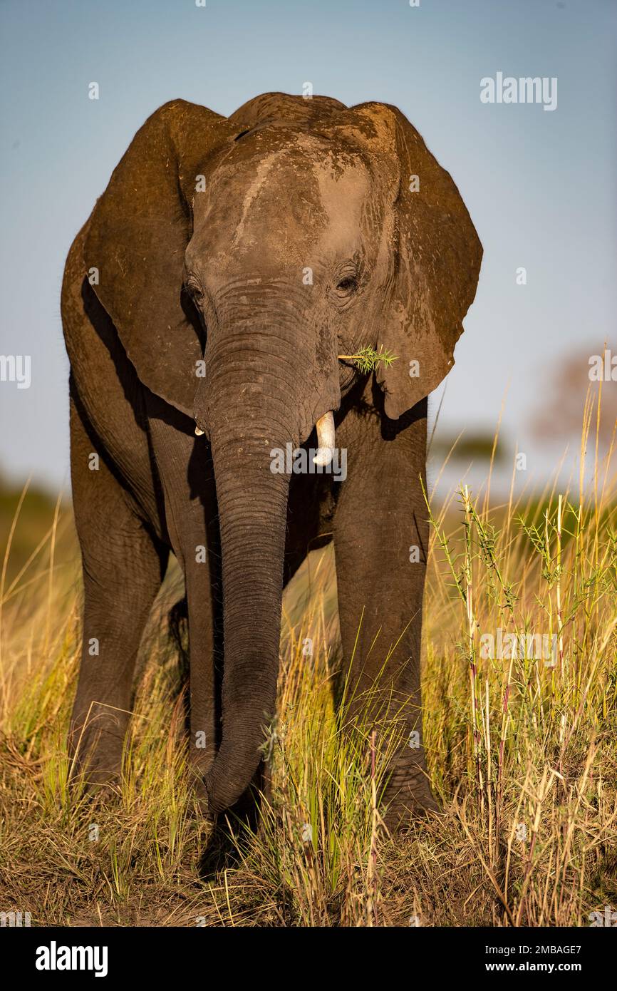 Close up head on eye-level view of a single large African elephant Loxodonta africana chewing vegetation on the banks of the River Chobe in Botswana. Stock Photo