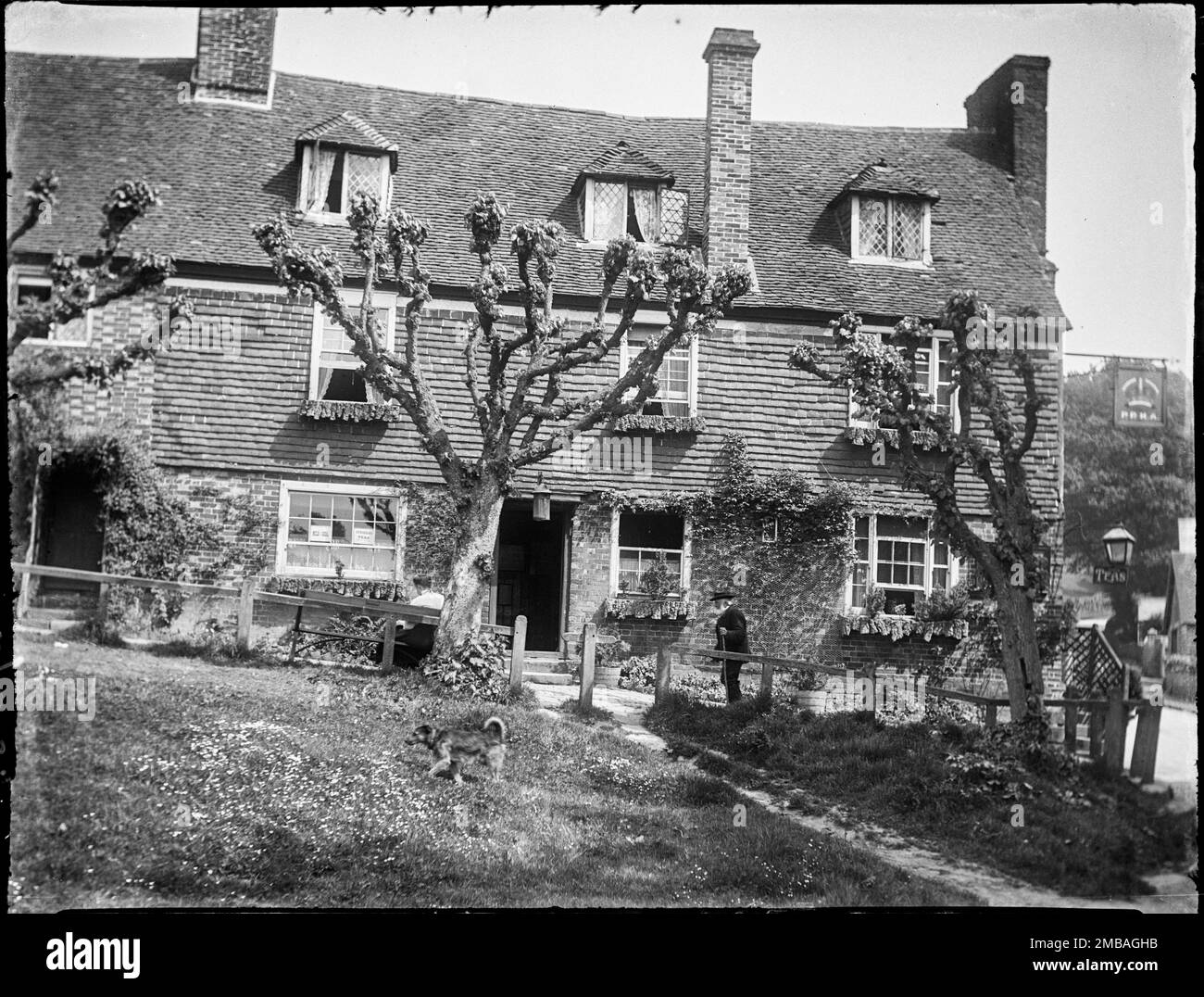 The Crown Inn, Groombridge, Speldhurst, Tunbridge Wells, Kent, 1911. The front of The Crown Inn seen from south on The Green, showing a dog in the foreground, a woman seated on a bench outside the pub and an elderly man walking past. The photograph also shows pollarded trees in front of the pub running along the footpath known as The Walks. In the negative index for the collection, the photographer has referred to 'old man &amp; MM'. MM may be a reference to her older sister Margaret Mary MacFee. Stock Photo