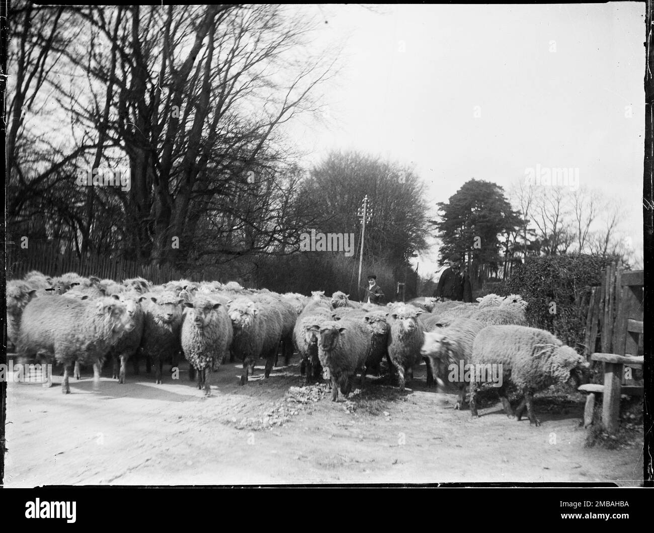 Broomfield, Broomfield and Kingswood, Maidstone, Kent, 1904. A shepherd and young boy driving a flock of sheep along a road from Broomfield towards Leeds in Kent. Stock Photo