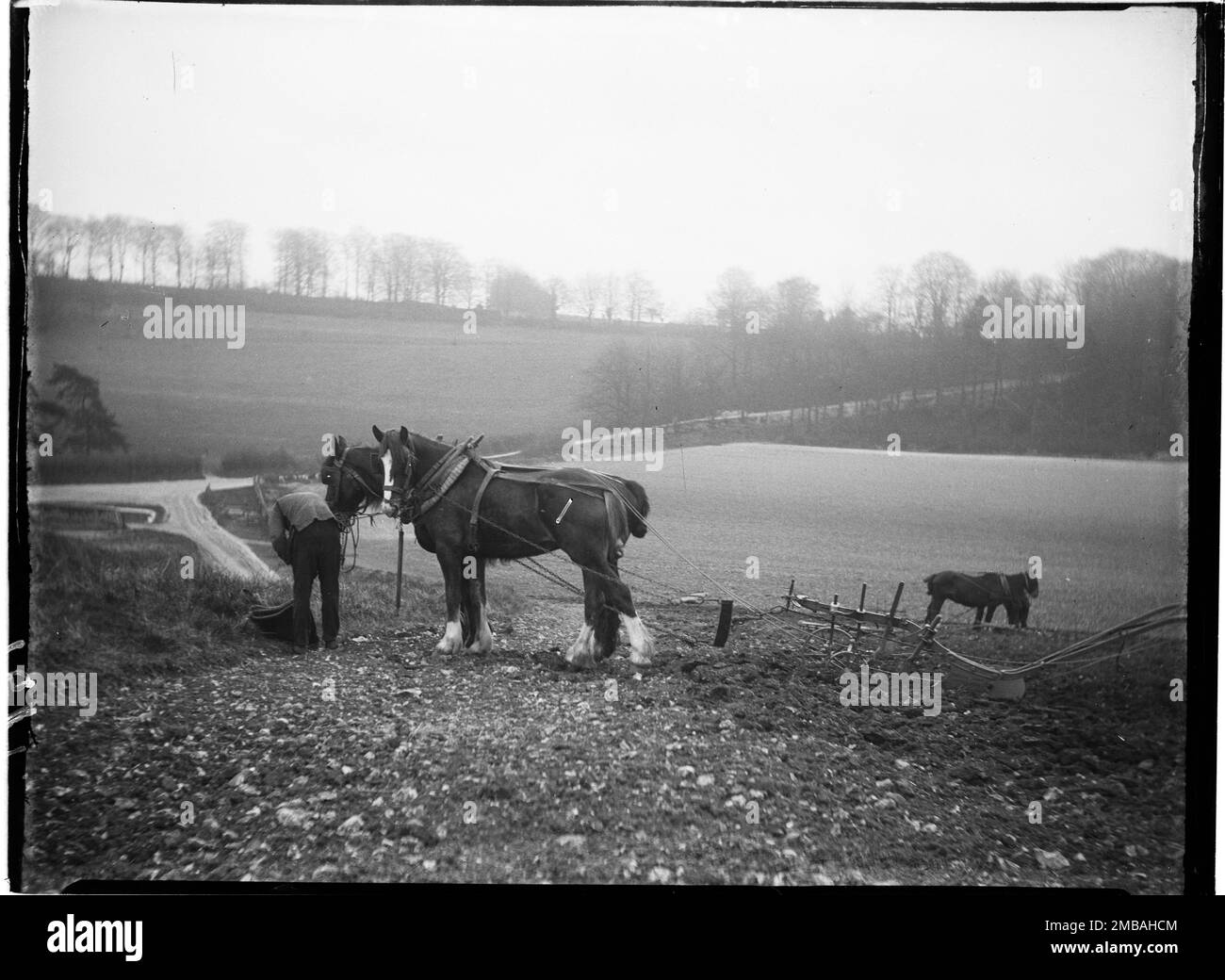 Courthill Farm, Nore Wood Lane, Slindon, Arun, West Sussex, 1908. A view from a hillside by Courthill Farm, showing a man in the foreground with two horses hitched to a plough and a second pair of horses further down the hill. The photograph appears to have been taken during a break in ploughing. The man may be about to feed the horses from a bag. Stock Photo