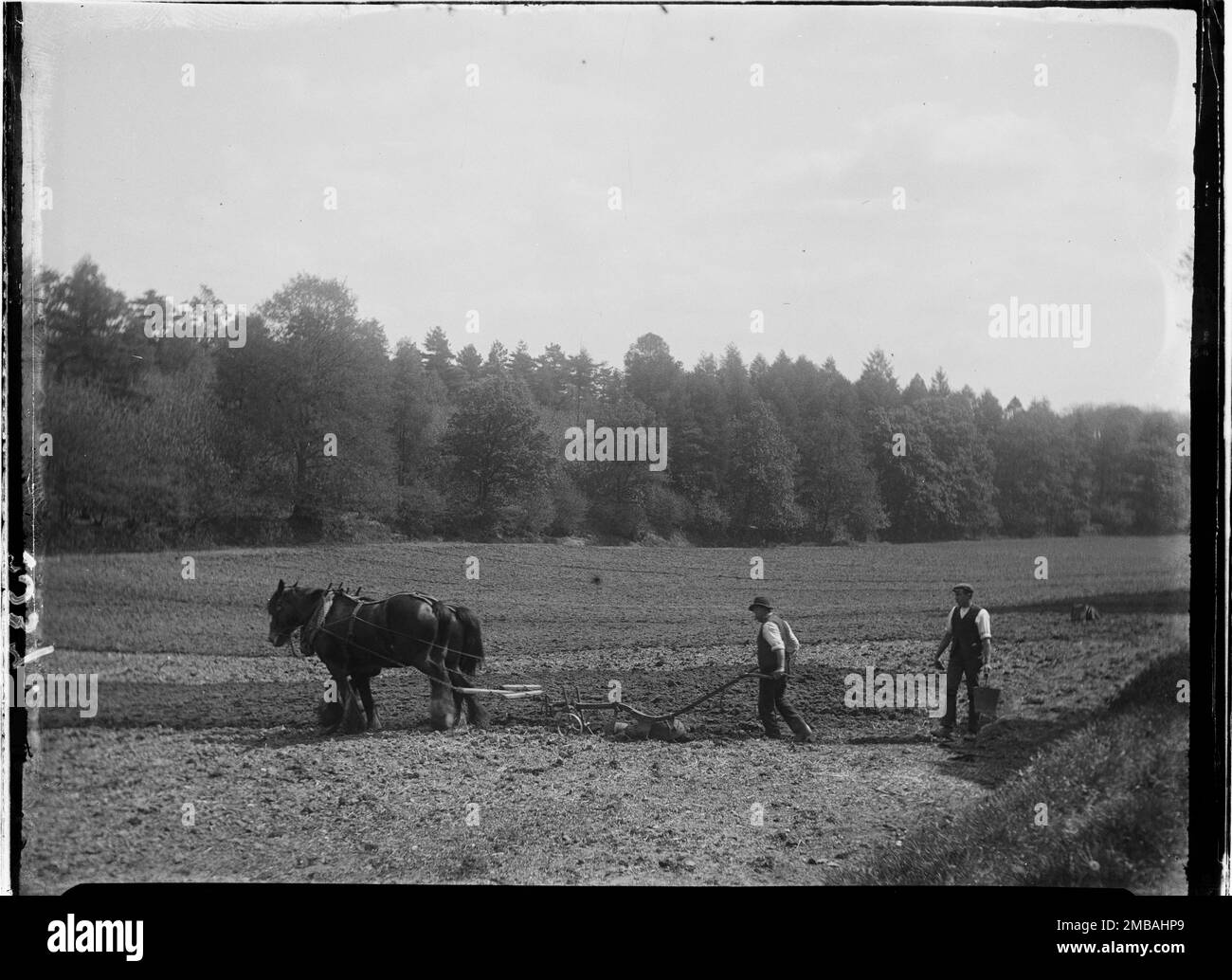 Frensham, Waverley, Surrey, 1909. A man with two horses ploughing a field in Frensham prior to potato planting. The photograph also shows a man carrying a bucket and the photographer has referred to potato planters in the negative index. Stock Photo