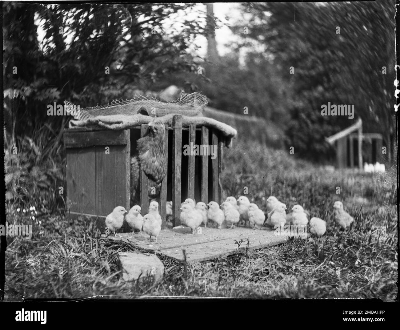 Clayton's Farm, Speldhurst, Tunbridge Wells, Kent, 1911. A chicken in a coop  with its chicks outside the coop at Clayton's Farm Stock Photo - Alamy