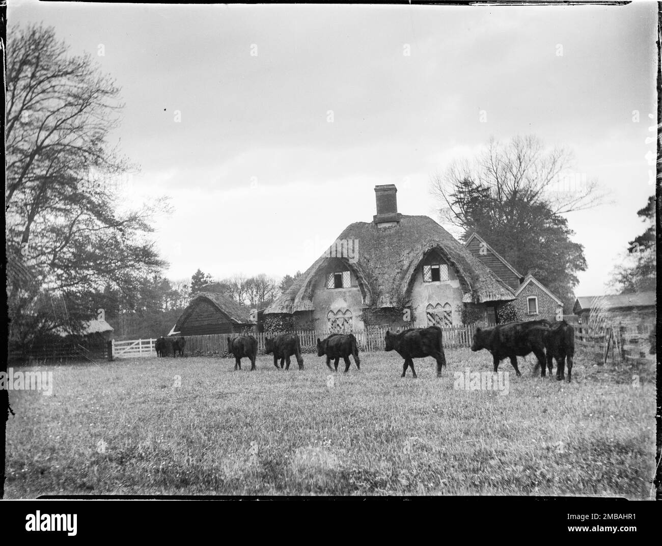 Great Hampden, Great And Little Hampden, Wycombe, Buckinghamshire, 1910. A view of a thatched house in the cottage ornee style in a field at Great Hampden, with cattle walking across a field in the foreground. Stock Photo