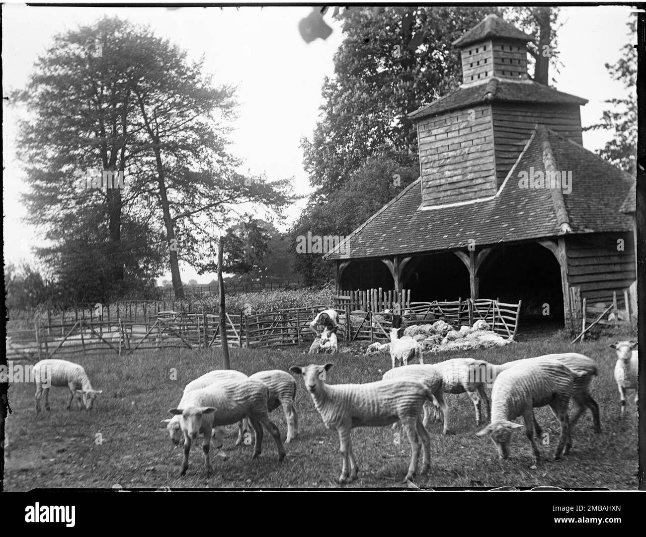 Gate Cottage, Dovecote, Horsenden, Princes Risborough, Wycombe, Buckinghamshire, 1918. A man shearing sheep in front of the dovecote at Gate Cottage, with newly shorn sheep in the foreground. Stock Photo