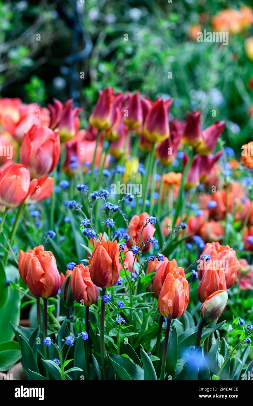 Tulip striking match hires stock photography and images Alamy