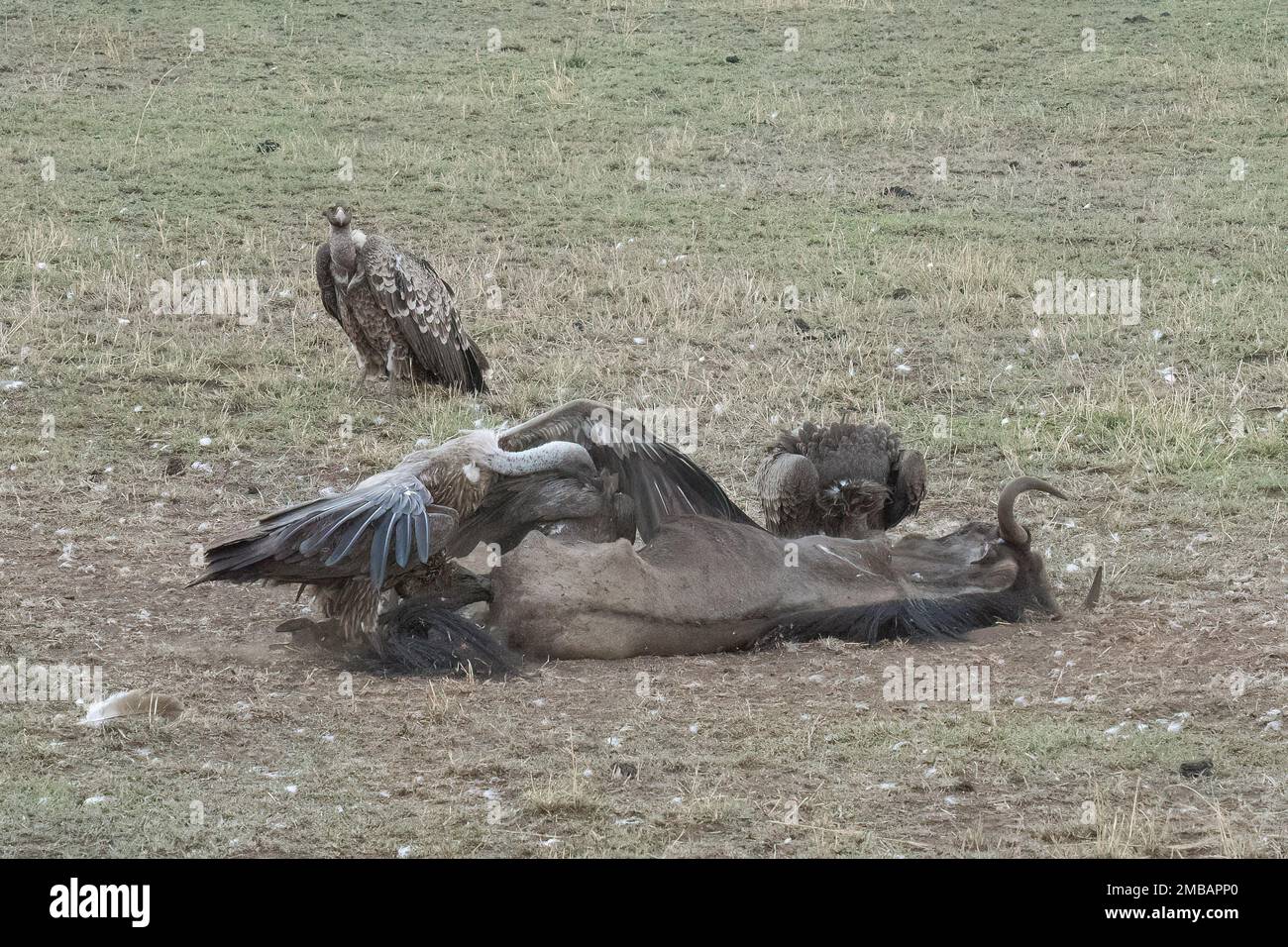 A group of vultures feeding on a gnu carcass at dusk, in the african ... Biology Diagrams