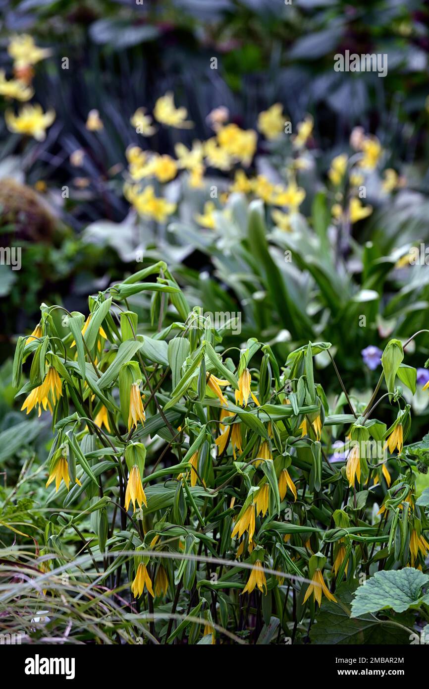 Uvularia grandiflora,large-flowered bellwort,merrybells,yellow,flower,flowers,flowering,spring,shade,shady,shaded,wood,woods,woodland,plants,RM Floral Stock Photo