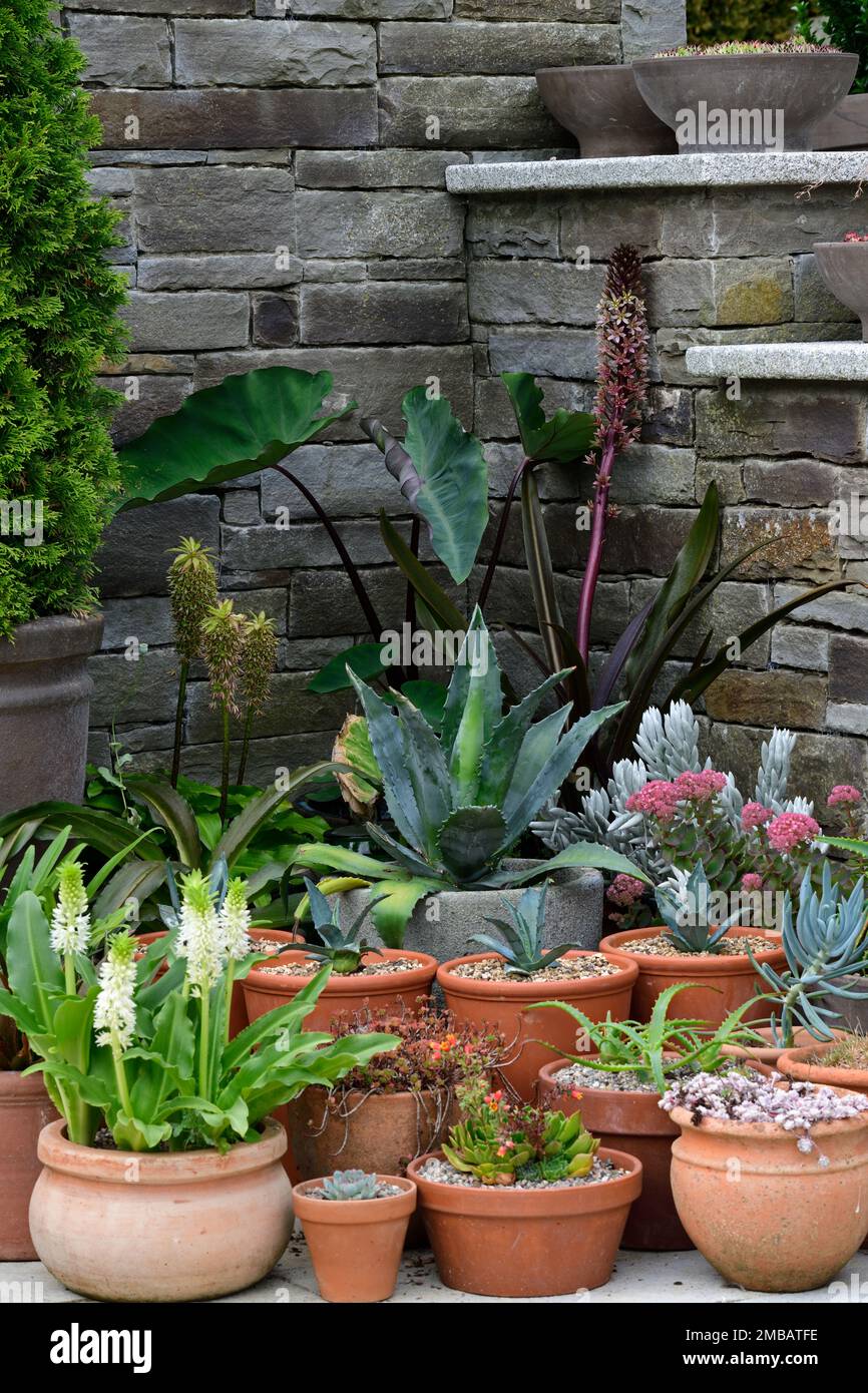 container plant display,plant pot display,pots,terracotta pots