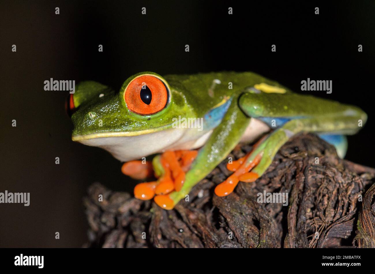 Red-eyed Treefrog - Agalychnis callidryas in Sarapiqui region, Costa Rica Stock Photo