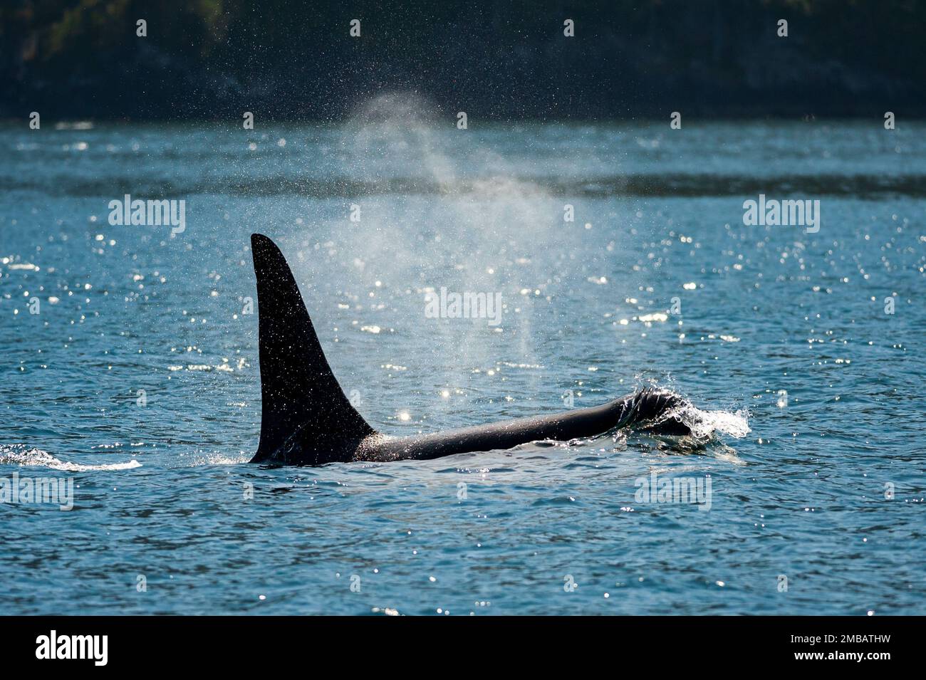 Killer Whale (Orcinus orca) in Broughton Archipelago Provincial Park Stock Photo