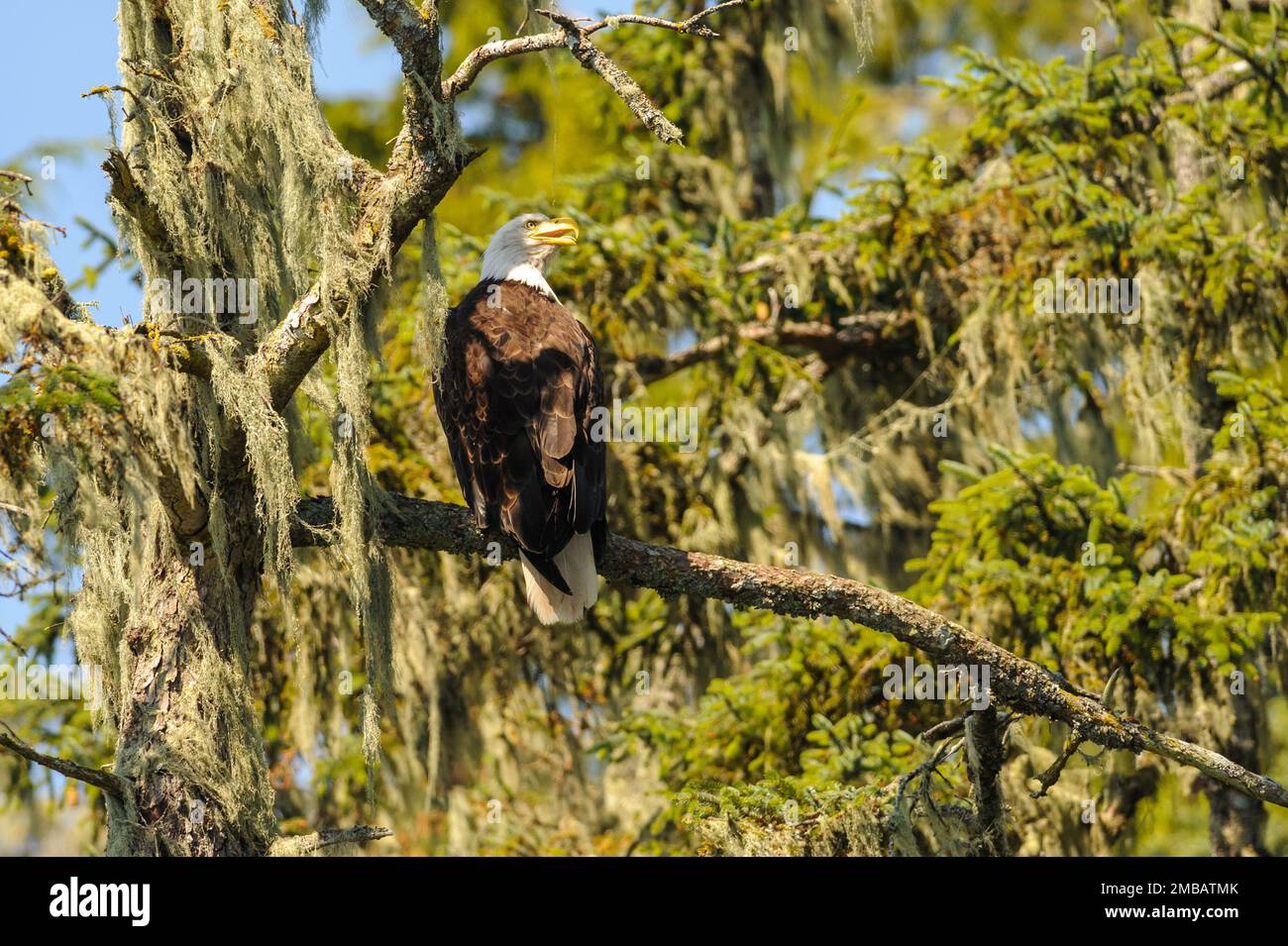 Bald Eagle - Haliaeetus leucocephalus perching on a moss covered tree in Broughton Archipelago Provincial Park Stock Photo