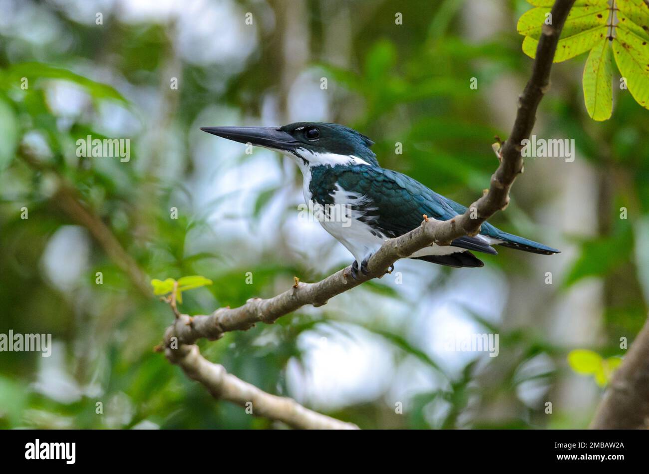 Amazon Kingfisher - Chloroceryle amazona in Cano Negro, Costa Rica Stock Photo