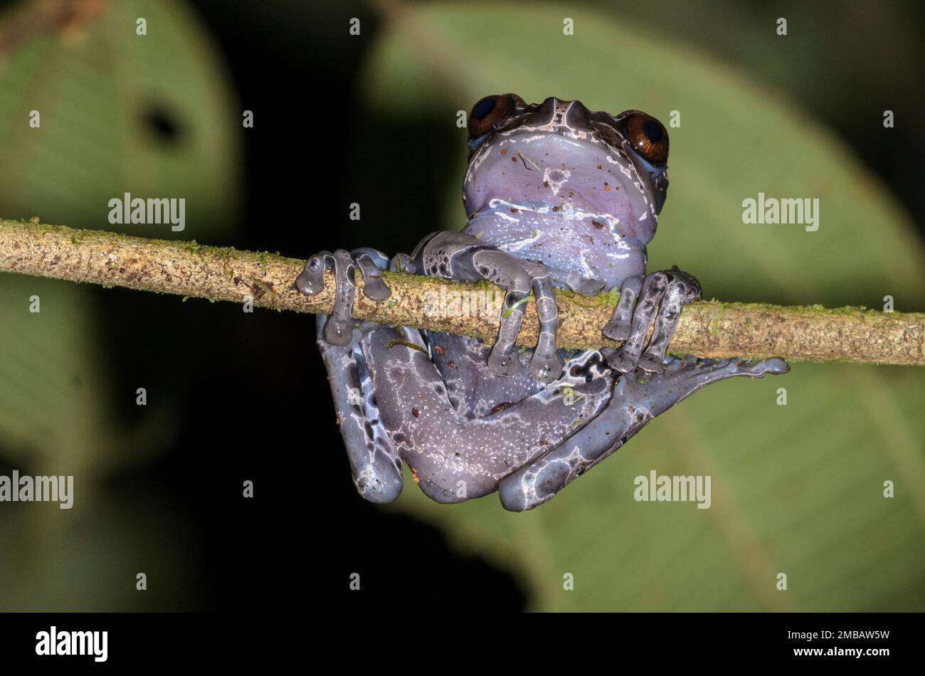 Coronated tree frog - Anotheca spinosa in Rara Avis, Costa Rica Stock Photo