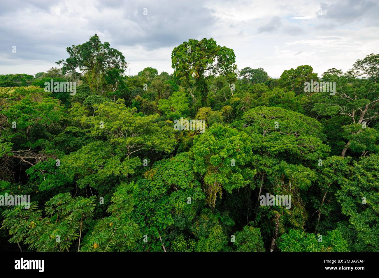 Amazon rainforest in Tambopata reserve, Peru Stock Photo