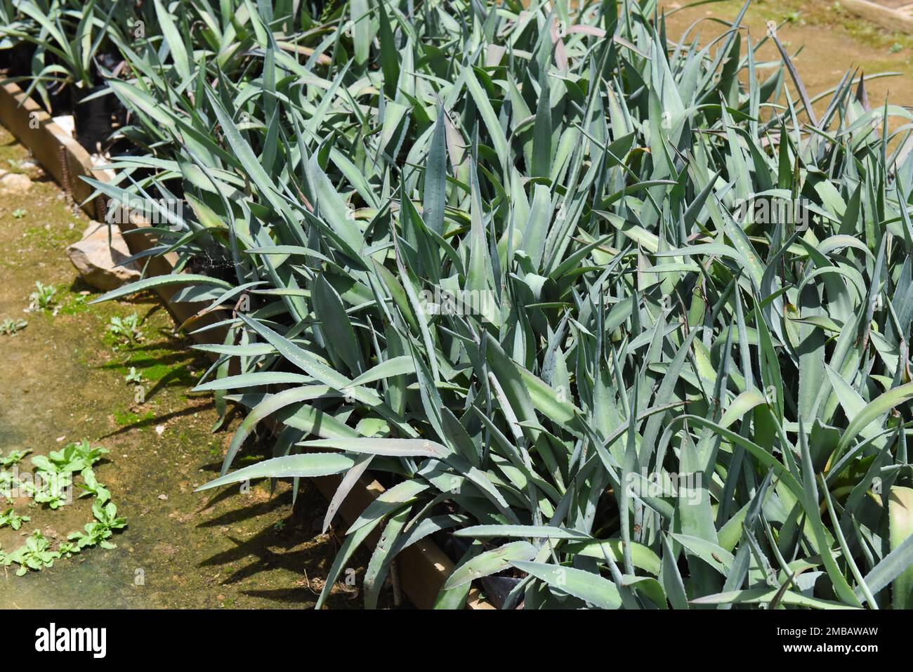 Small agave plants destined to Mezcal production in many years, Oaxaca valley, Mexico Stock Photo