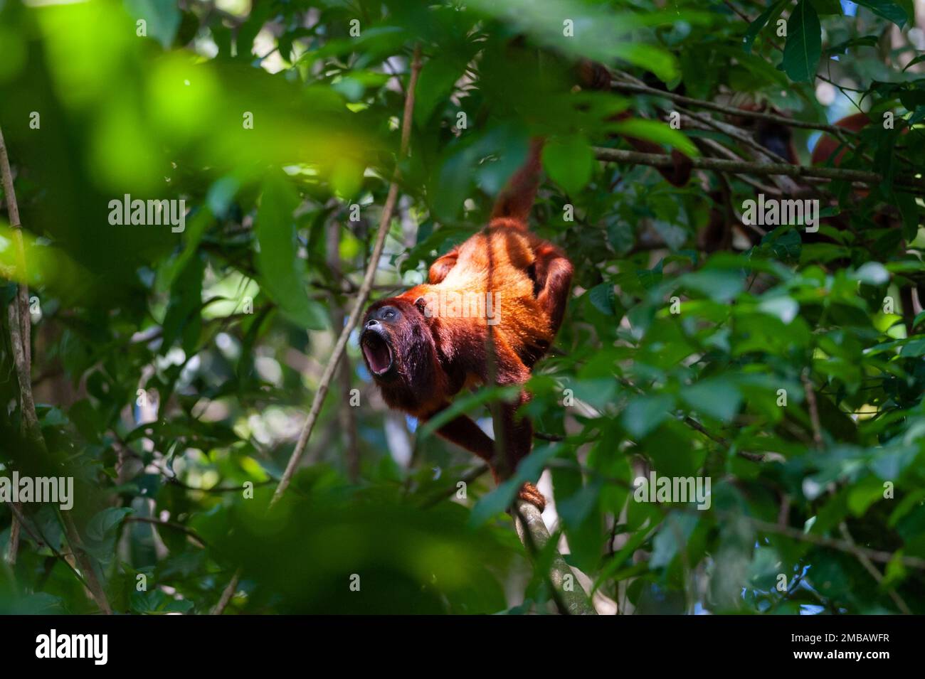 Red Howler Monkey (Alouatta seniculus) in Tambopata National Reserve, Peru Stock Photo