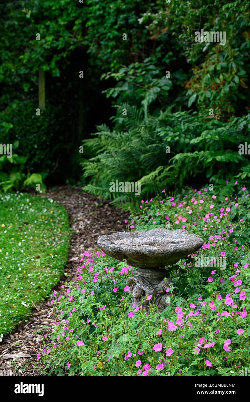 bird bath,stone bird bath,granite bird bath,pink geranium flowers,path lined with geranium,garden feature,RM Floral Stock Photo