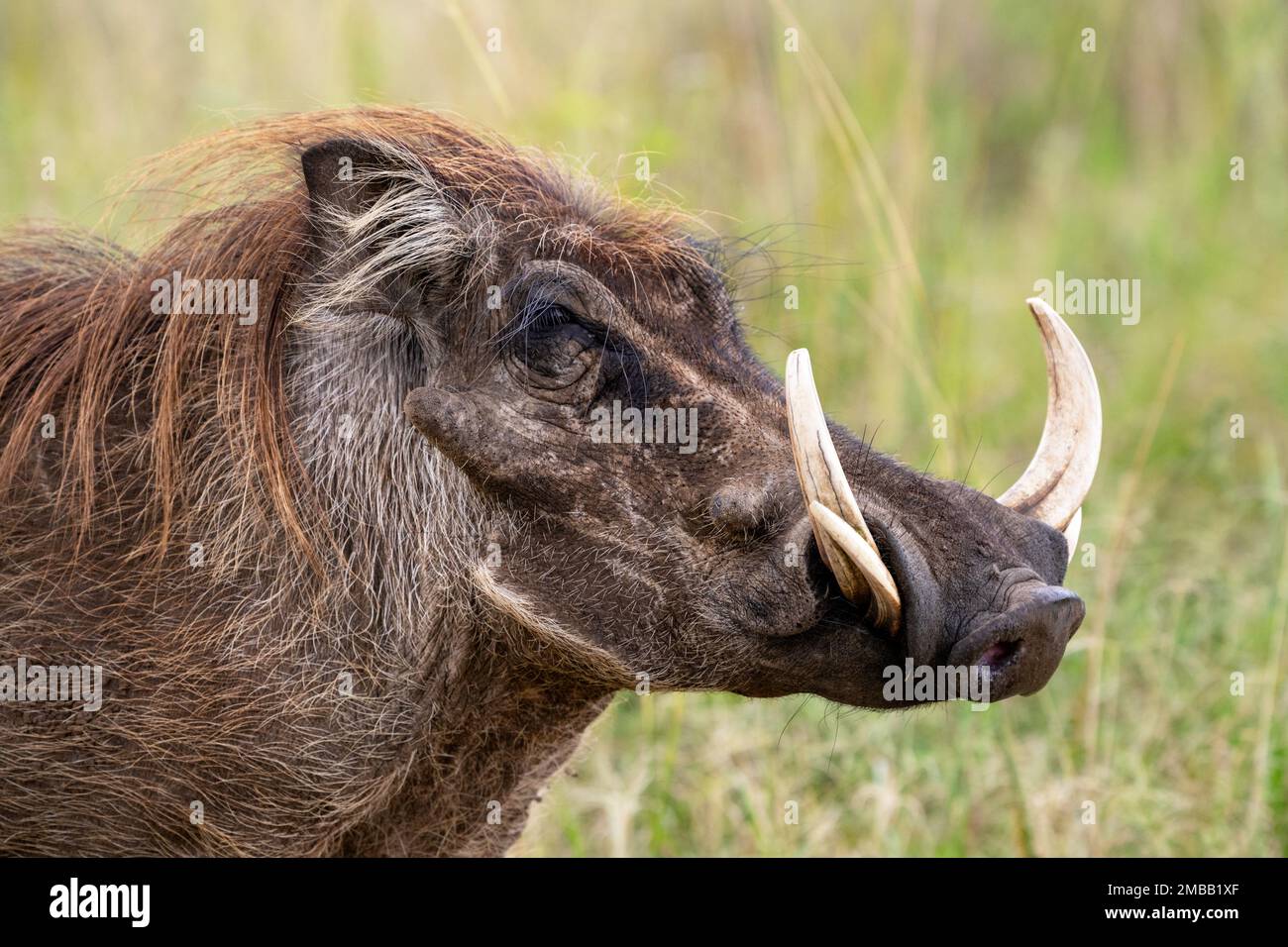 The head and face of a wild male warthog, pictured in the Kidepo Valley National Park, northern Uganda. Stock Photo