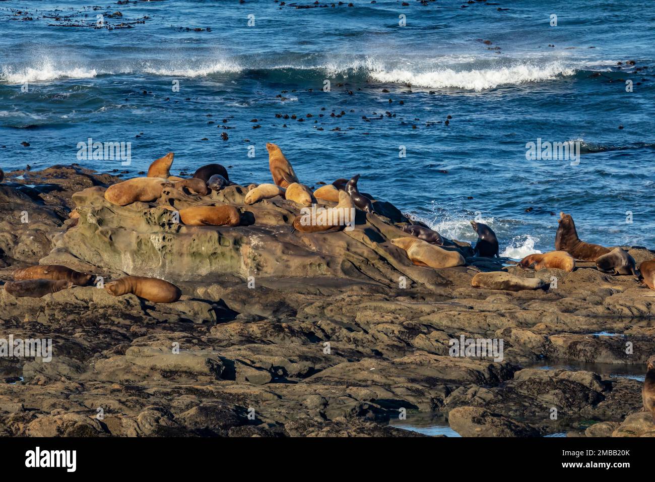 Haulout of California and Steller Sea Lions, and Northern Elephant