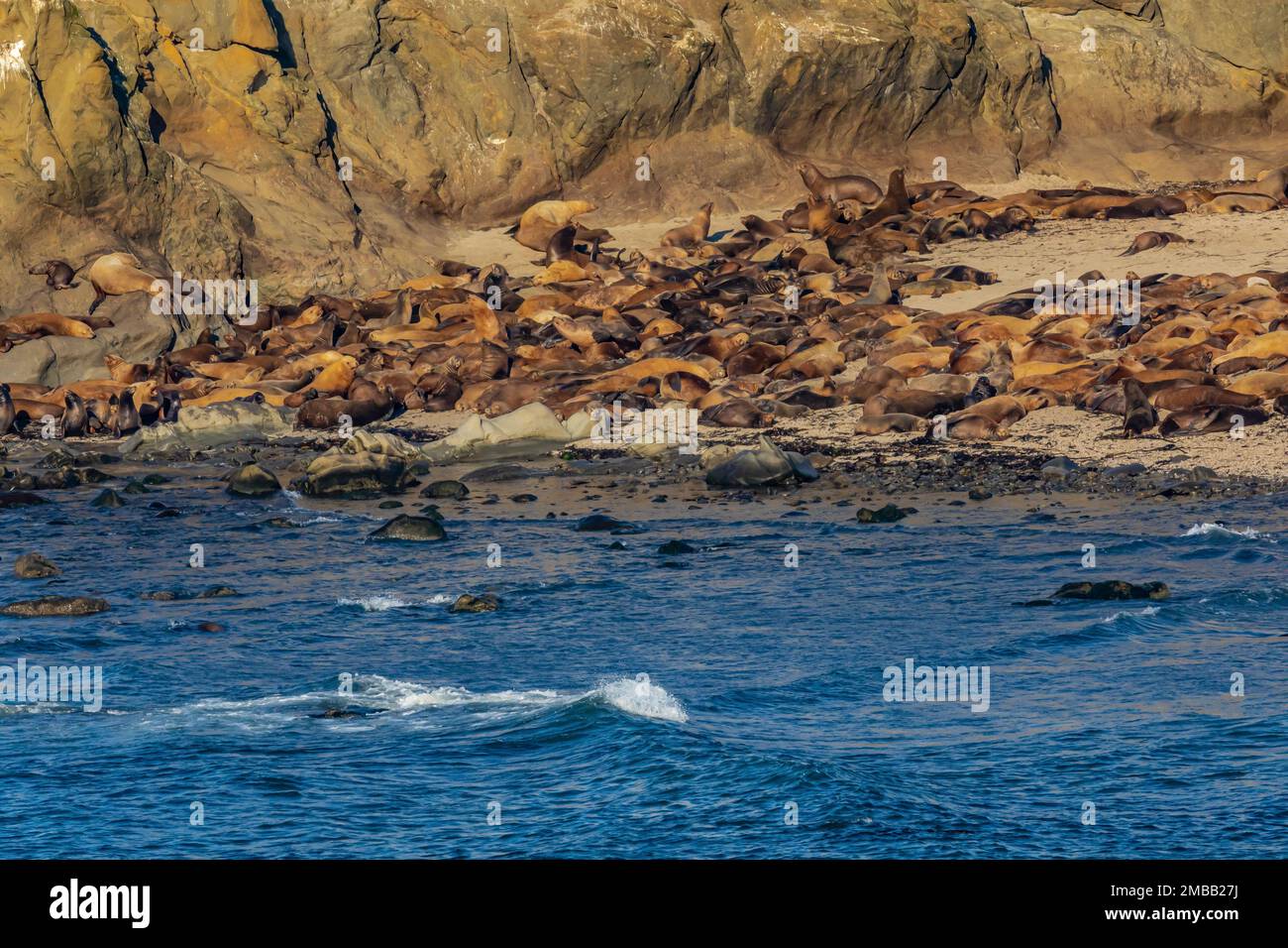 Haulout of California and Steller Sea Lions, and Northern Elephant Seals, Shell Island area of Cape Arago State Park on the Oregon Coast, USA Stock Photo
