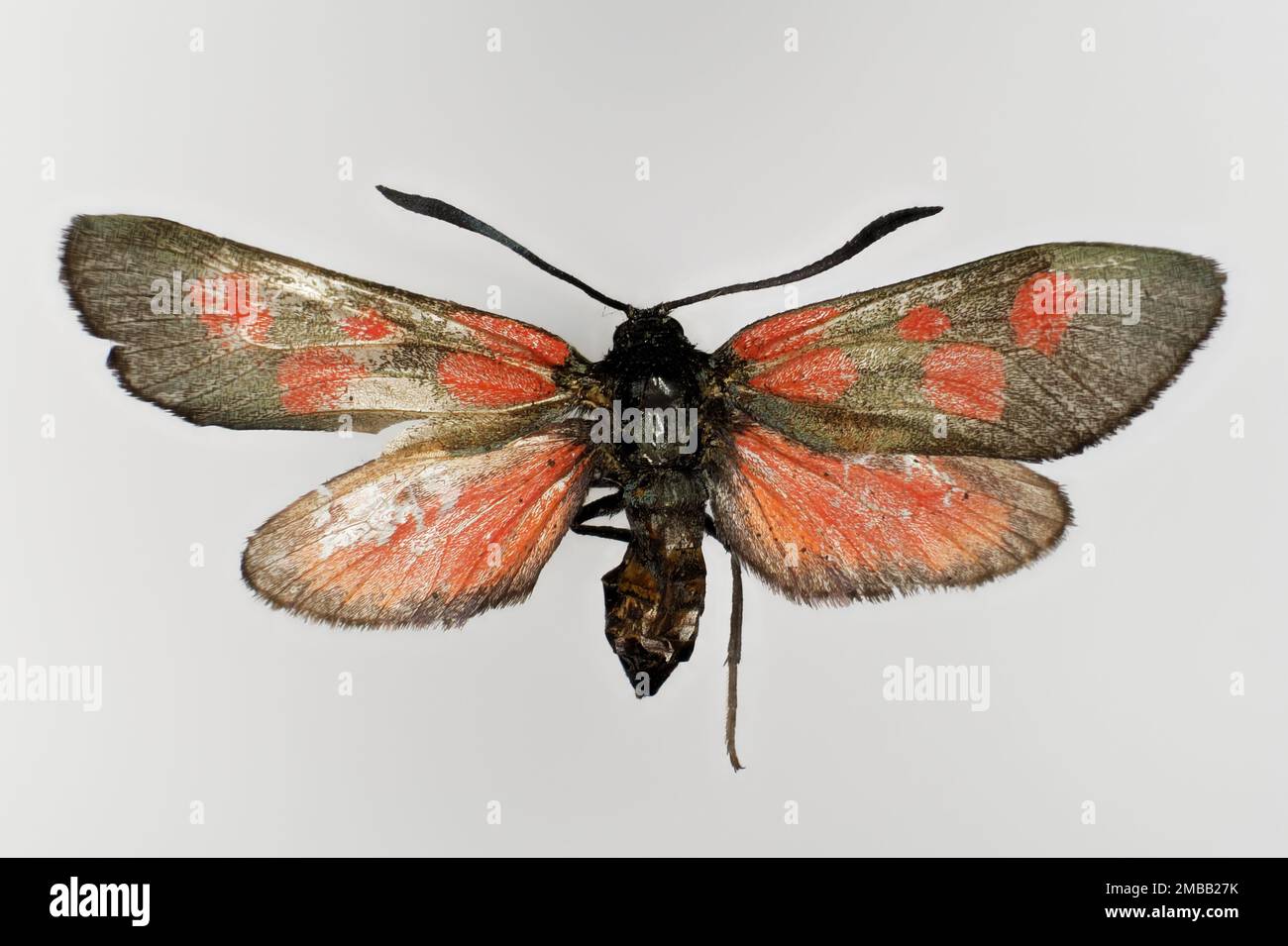 Narrow-bordered five-spot burnet, Zygaena lonicerae (family Zygaenidae), a butterfly, 50 years old specimen from butterfly collection. Stock Photo
