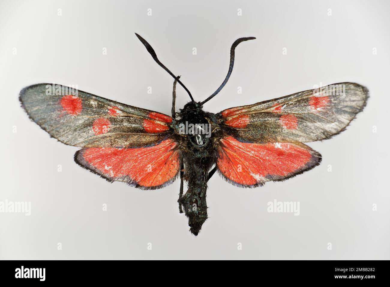 Narrow-bordered five-spot burnet, Zygaena lonicerae (family Zygaenidae), a butterfly, 50 years old specimen from butterfly collection. Stock Photo