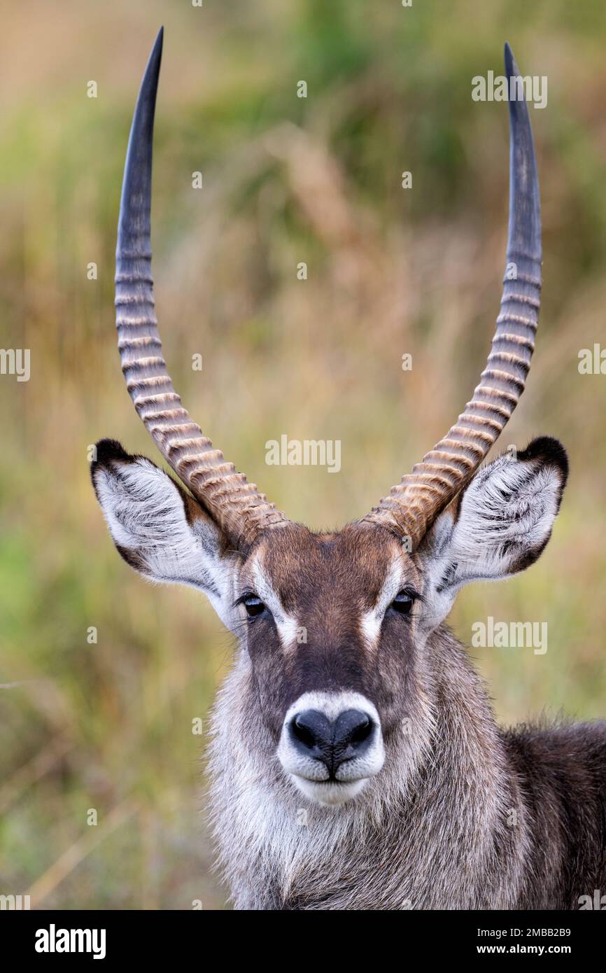 The head and face of a wild male waterbuck, pictured in the Kidepo
