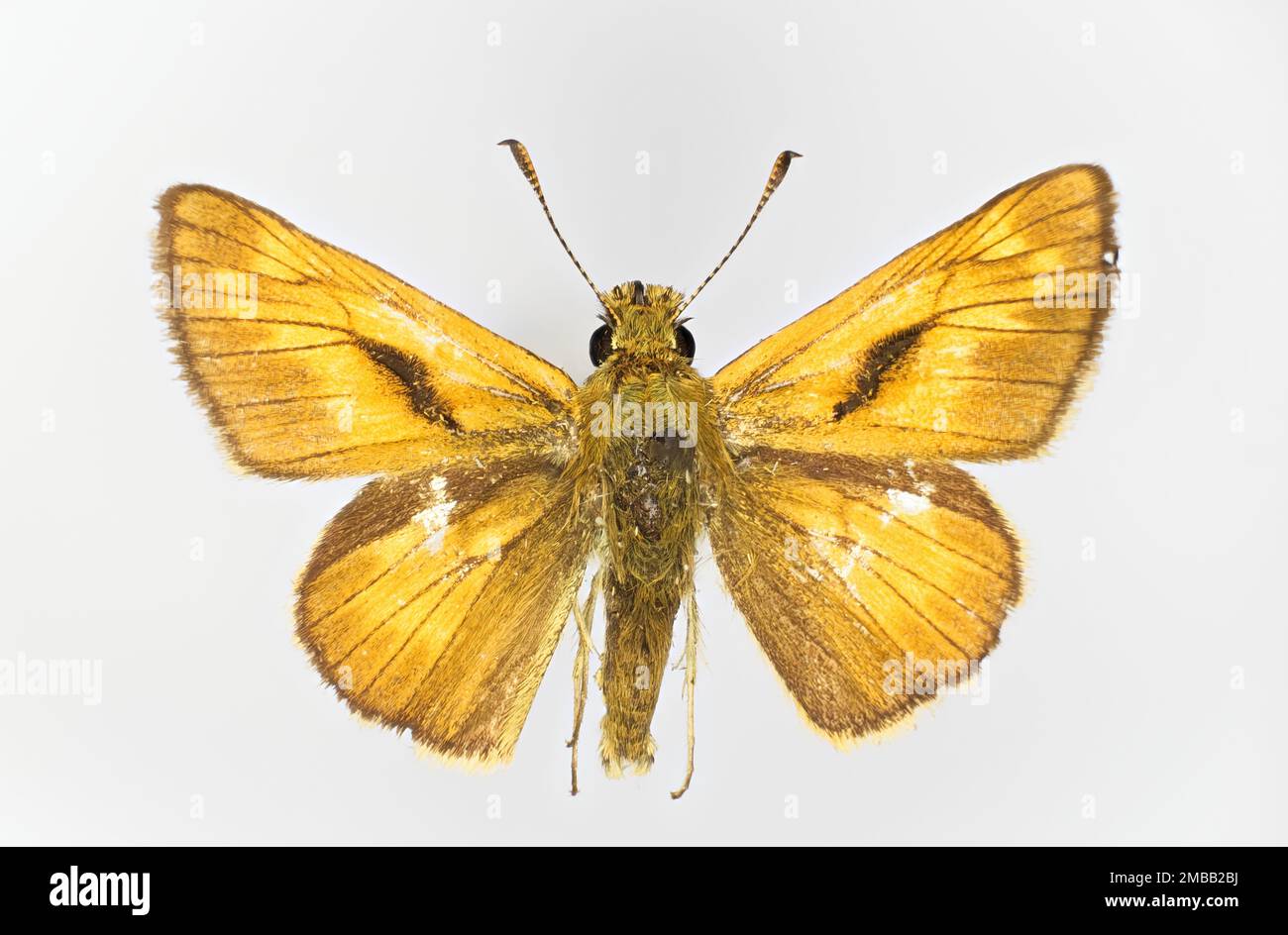 Large skipper, Ochlodes sylvanus (family Hesperiidae), a butterfly, 50 years old specimen from butterfly collection. Stock Photo