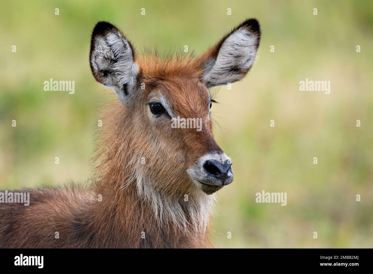The head and face of a wild female waterbuck, pictured in the Kidepo Valley National Park, northern Uganda. Stock Photo