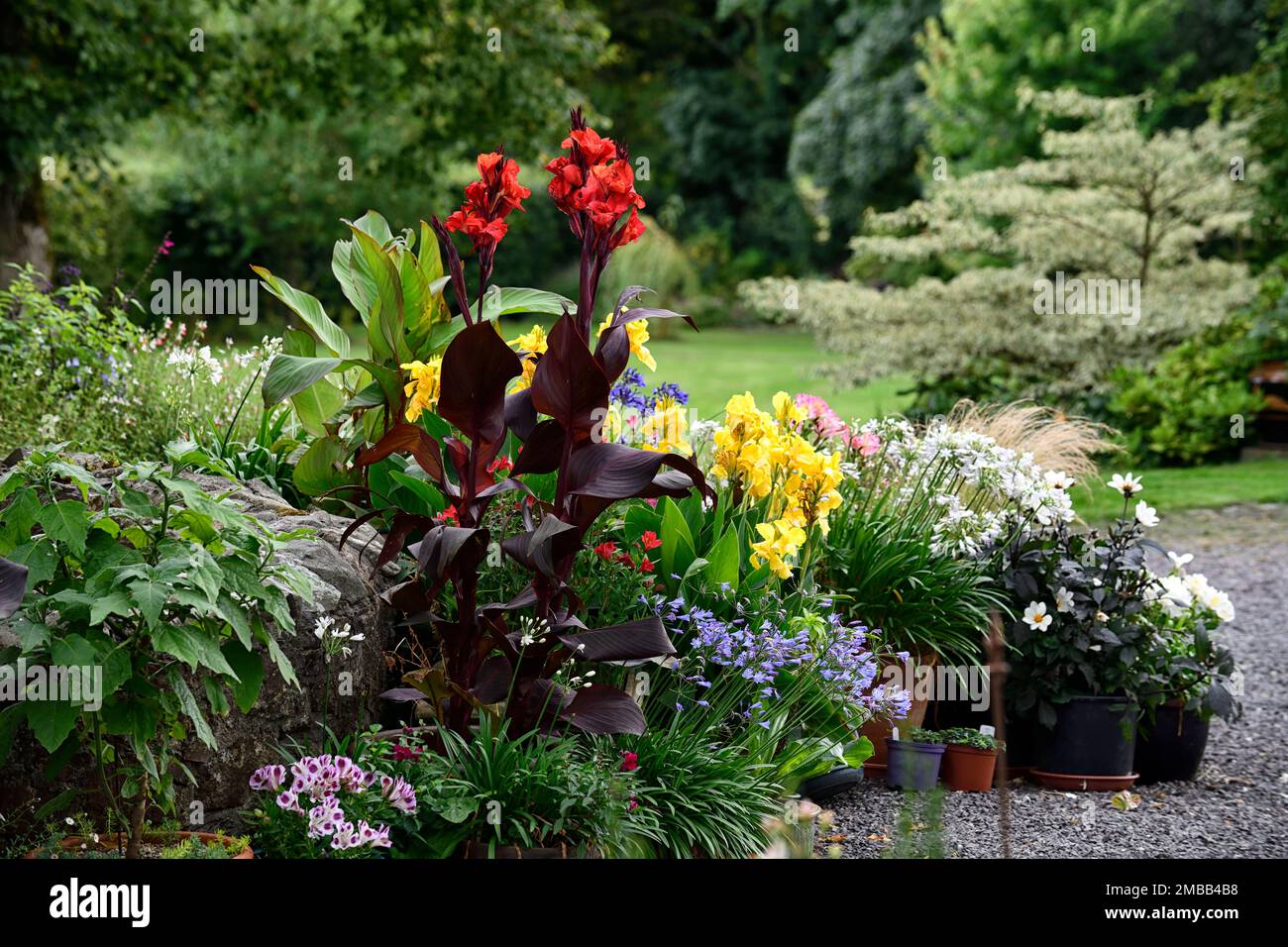 Canna tropicanna black hi res stock photography and images Alamy